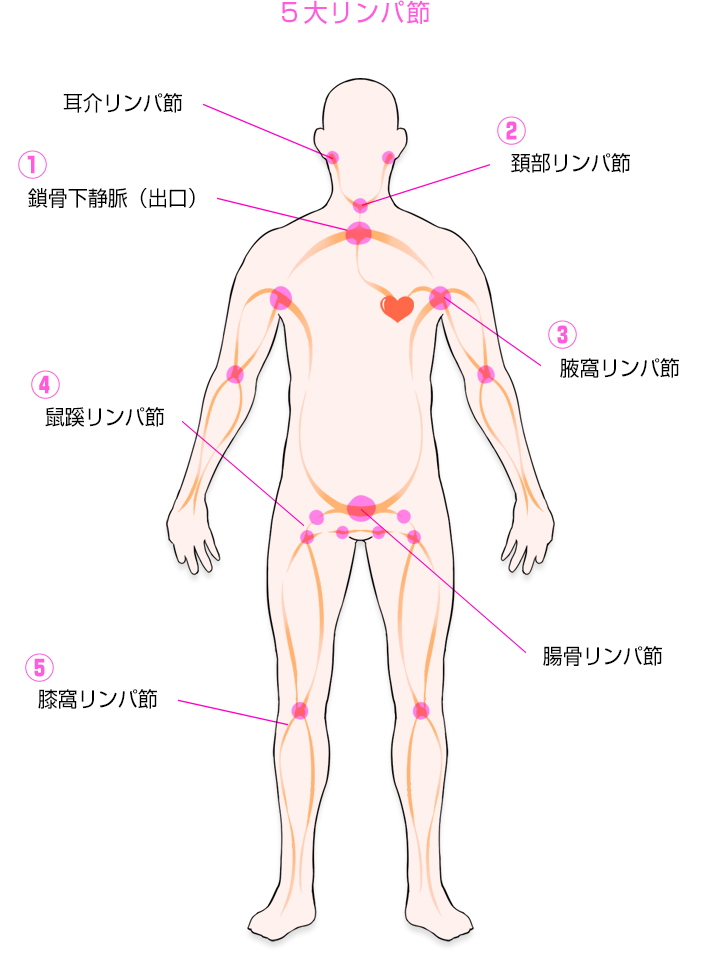 5大リンパ節 : えちちSPA-えっちな回春性感マッサージ-神戸店(三宮発/性感エステ)のフォト(写真)